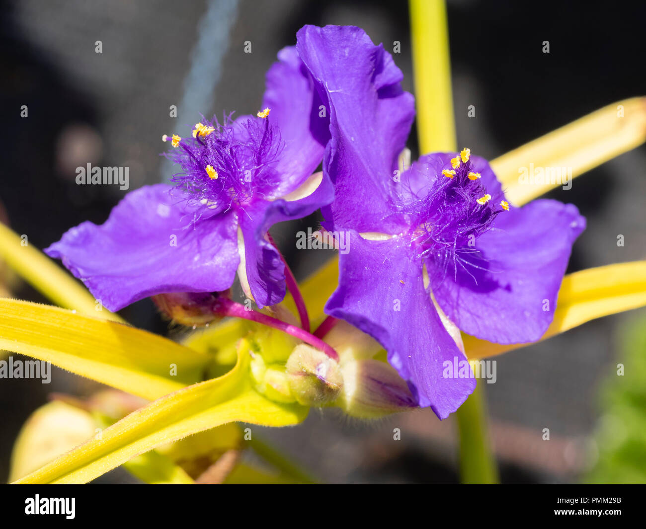 Narrow golden foliage adorned with purple-blue flowers of the hardy perennial spiderwort, Tradescantia andersoniana 'Blue and Gold' Stock Photo