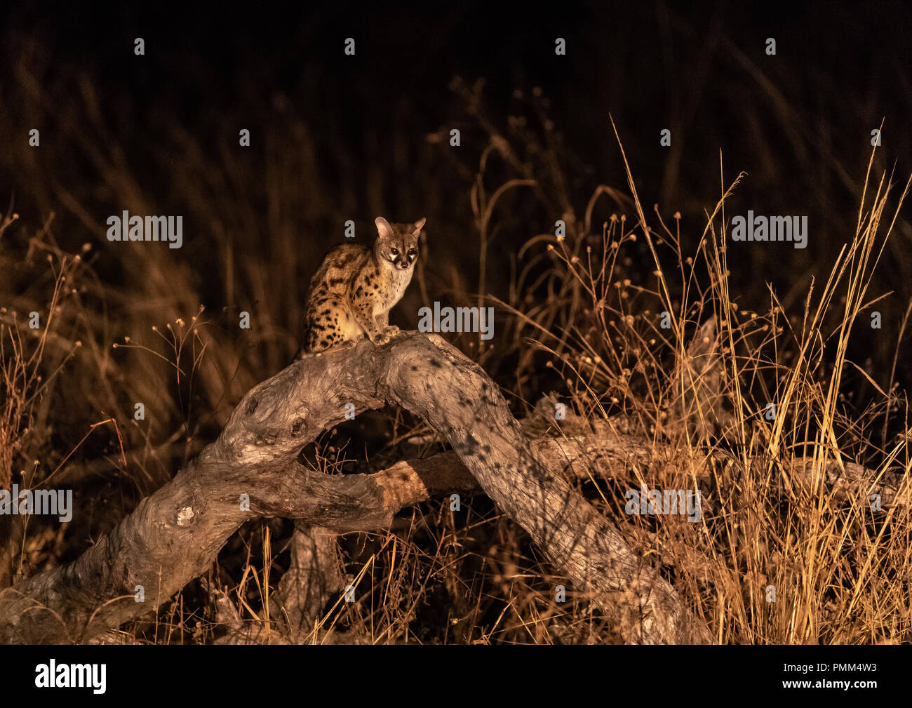 South African Small Spotted by spotlight at night. South Luangwa