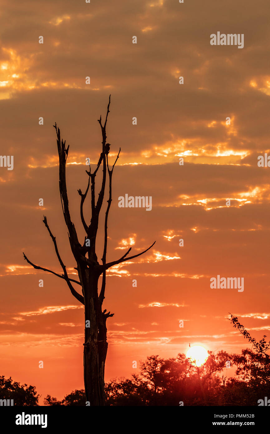 Orange Red African Sunset over trees Stock Photo - Alamy