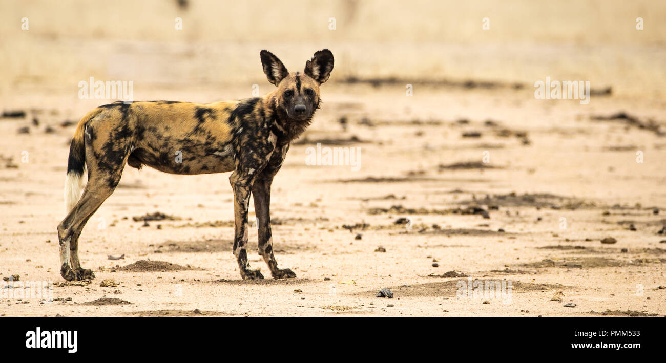 Wild Dogs in the African Bush, South Luangwa, Zambia, Africa Stock Photo