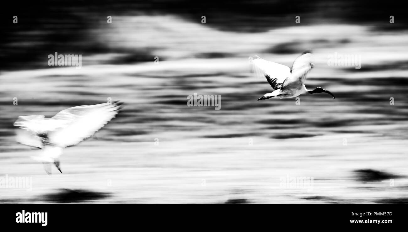 African sacred ibis in flight.  Black and white panned image. Stock Photo