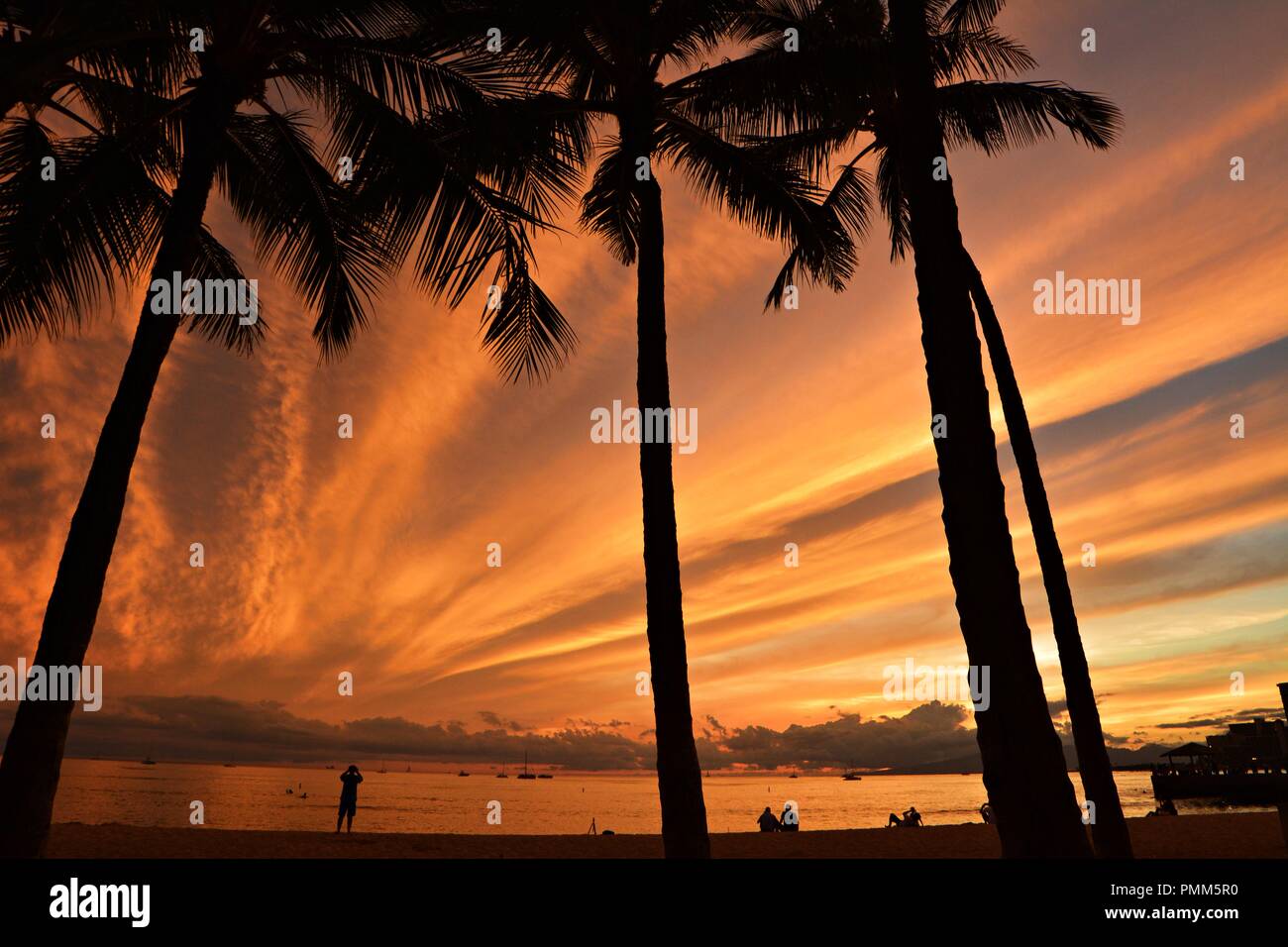 Waikiki beach silhouette tree hi-res stock photography and images - Alamy