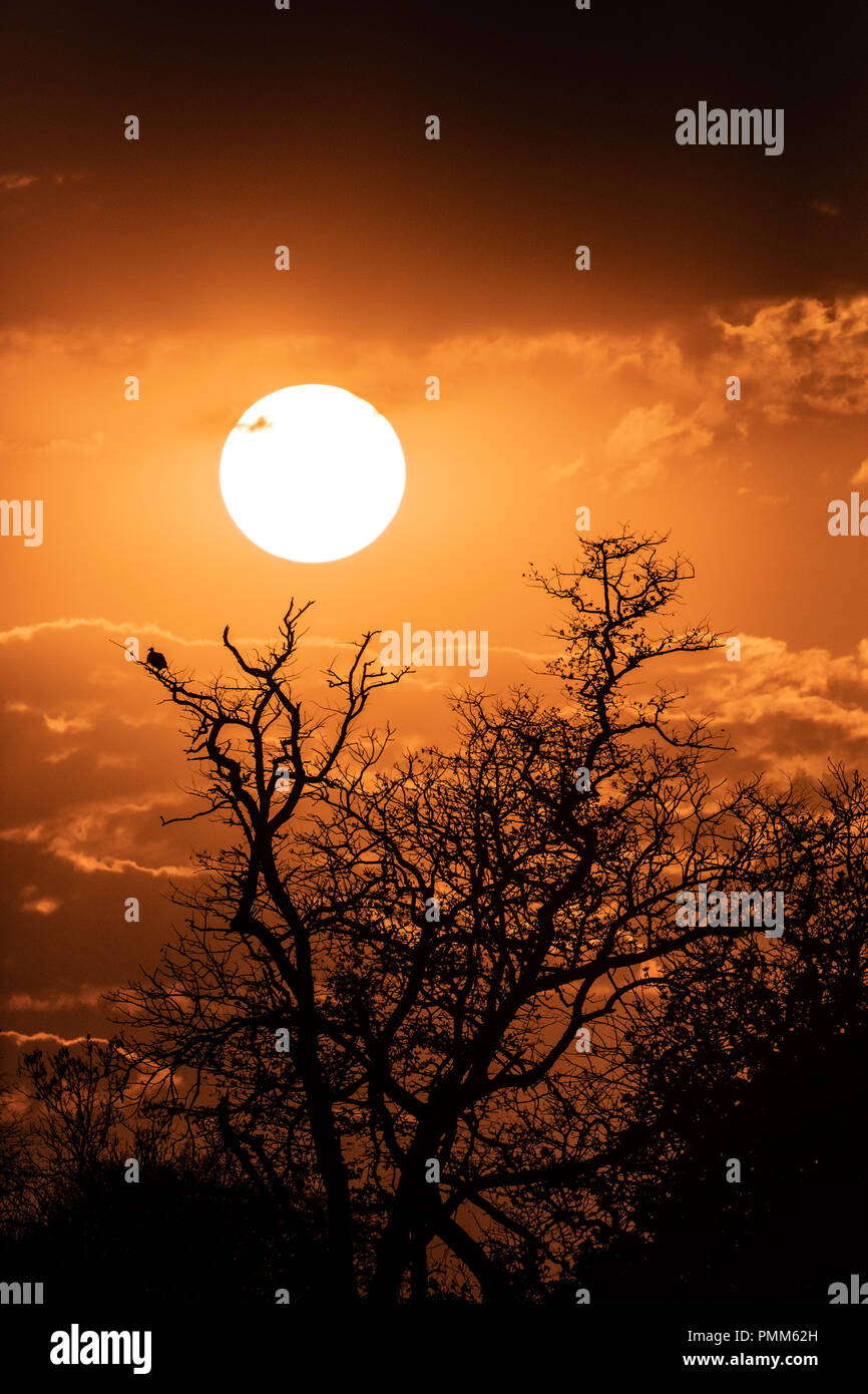 Orange Red African Sunset over trees Stock Photo - Alamy