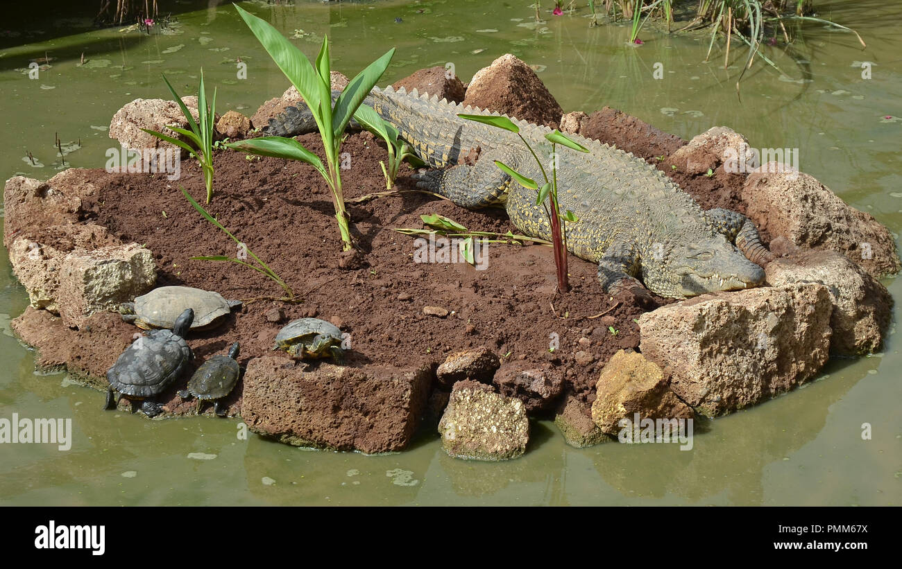 Hapy Nile Crocodile resting on a islet with turtles (Crocodylus niloticus) Stock Photo
