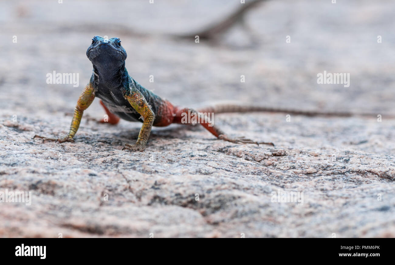 Portrait of a Namib rock agama lizard, Northern Cape, South Africa Stock Photo