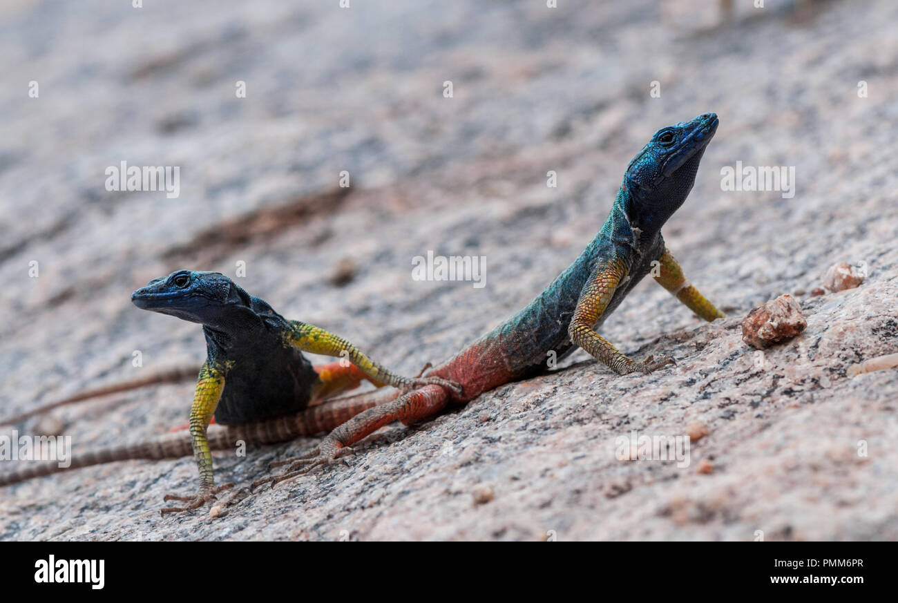 Two Namib rock agama lizards, Northern Cape, South Africa Stock Photo
