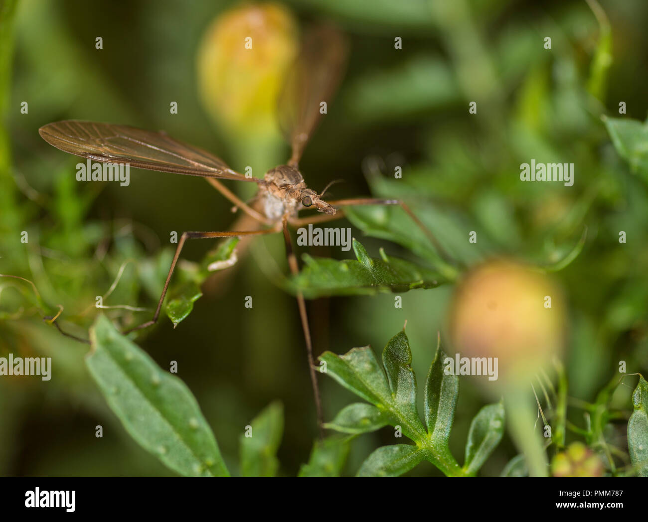 Cranefly on a flower Stock Photo