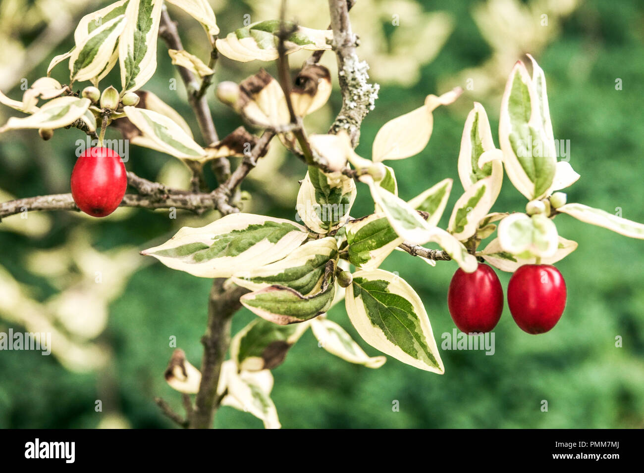 Cornelian Cherry Dogwood, Cornus mas ' Elegantissima ', red berries Stock Photo