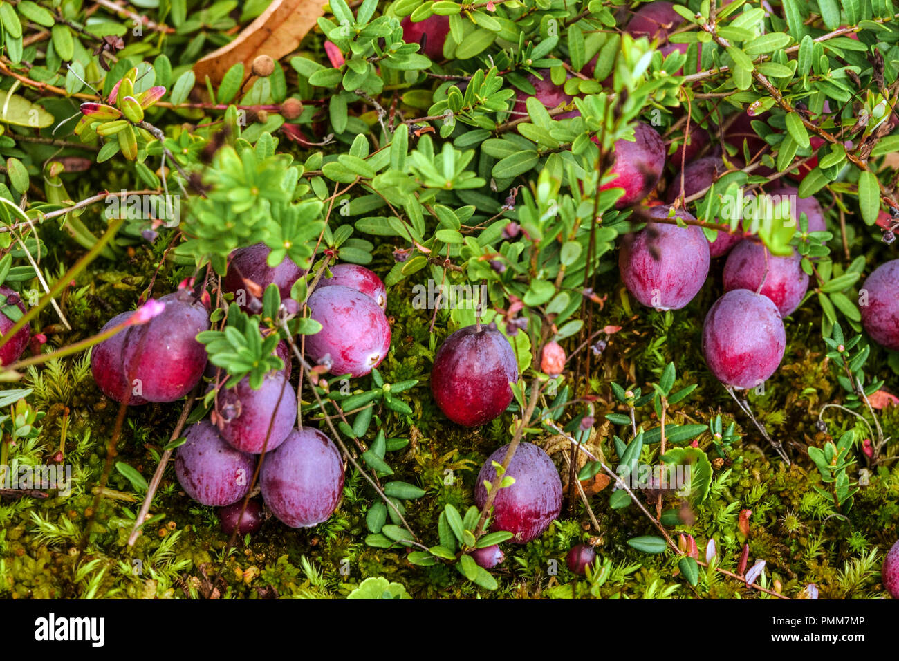American cranberry, Bearberry, Large cranberry - Vaccinium macrocarpun ' Pilgrim ' Vaccinium macrocarpom Stock Photo