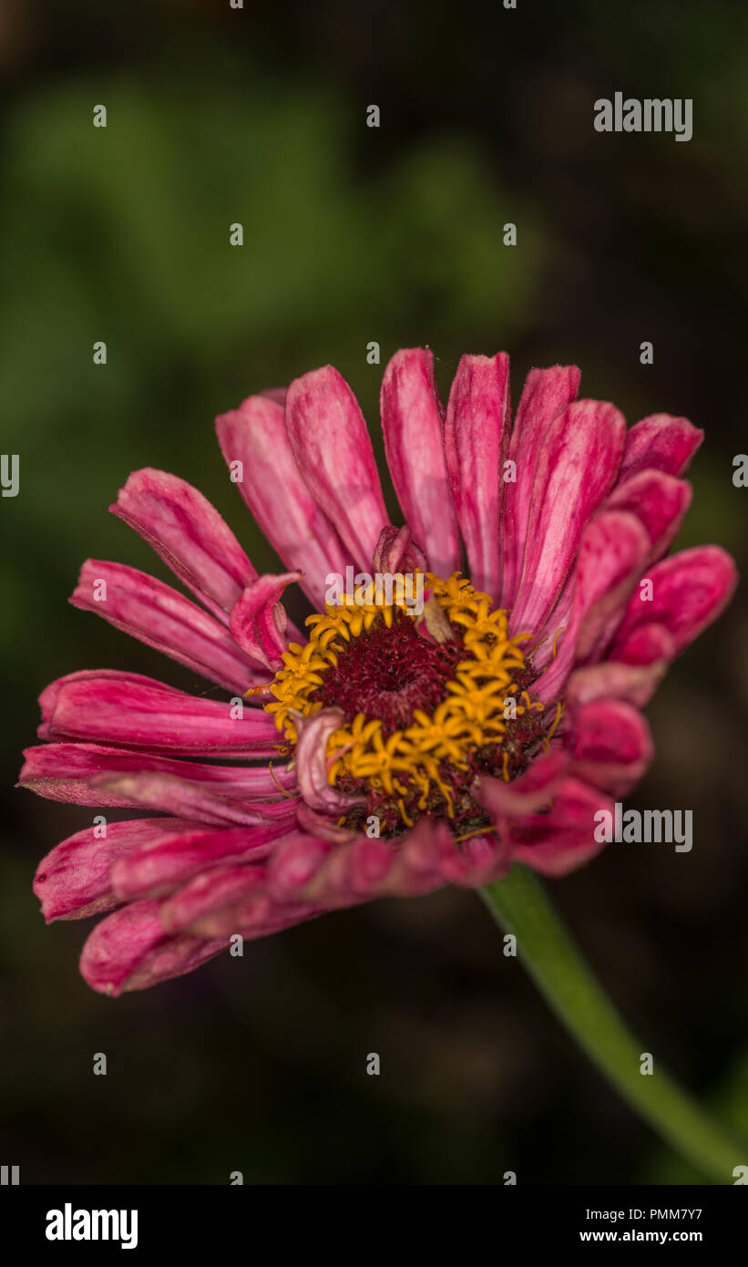 One single flower of a marigold Stock Photo