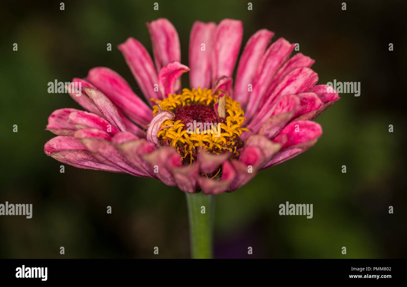 One single flower of a marigold Stock Photo