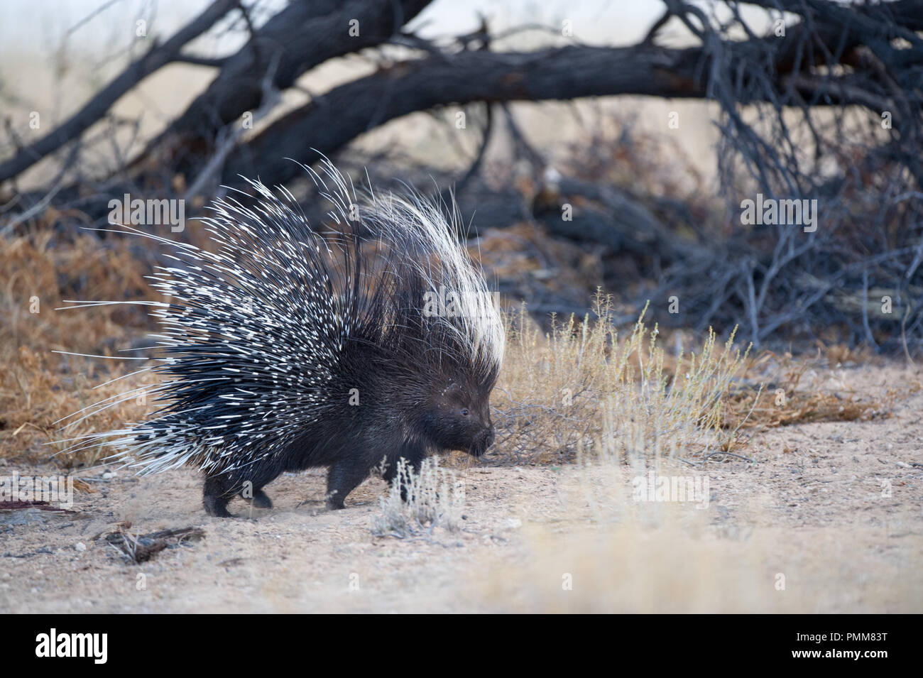 Portrait of a Porcupine, South Africa Stock Photo Alamy