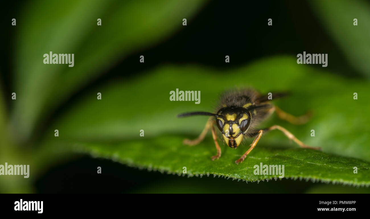 Wasp on a green leaf Stock Photo