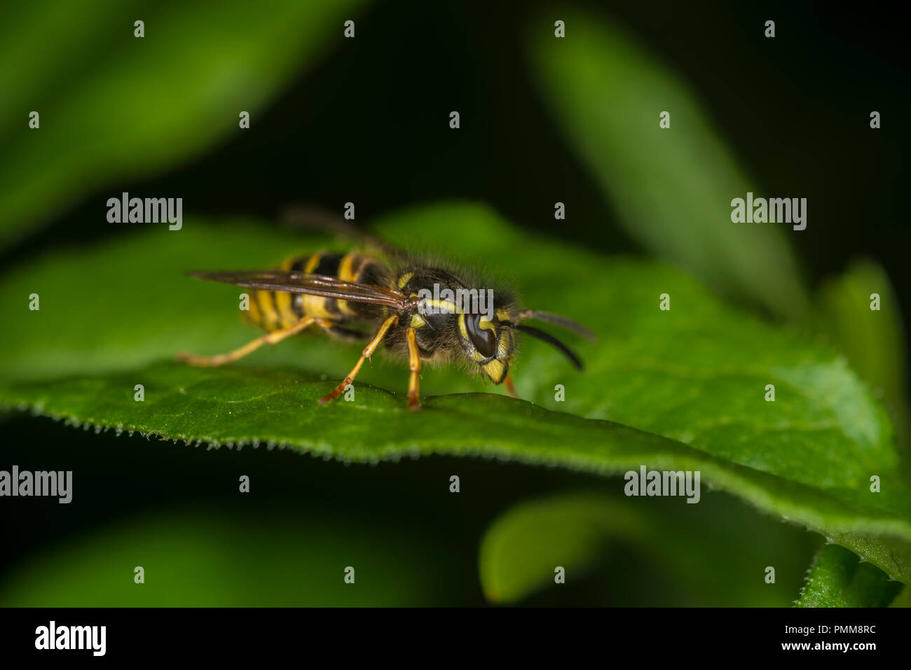 Wasp on a green leaf Stock Photo