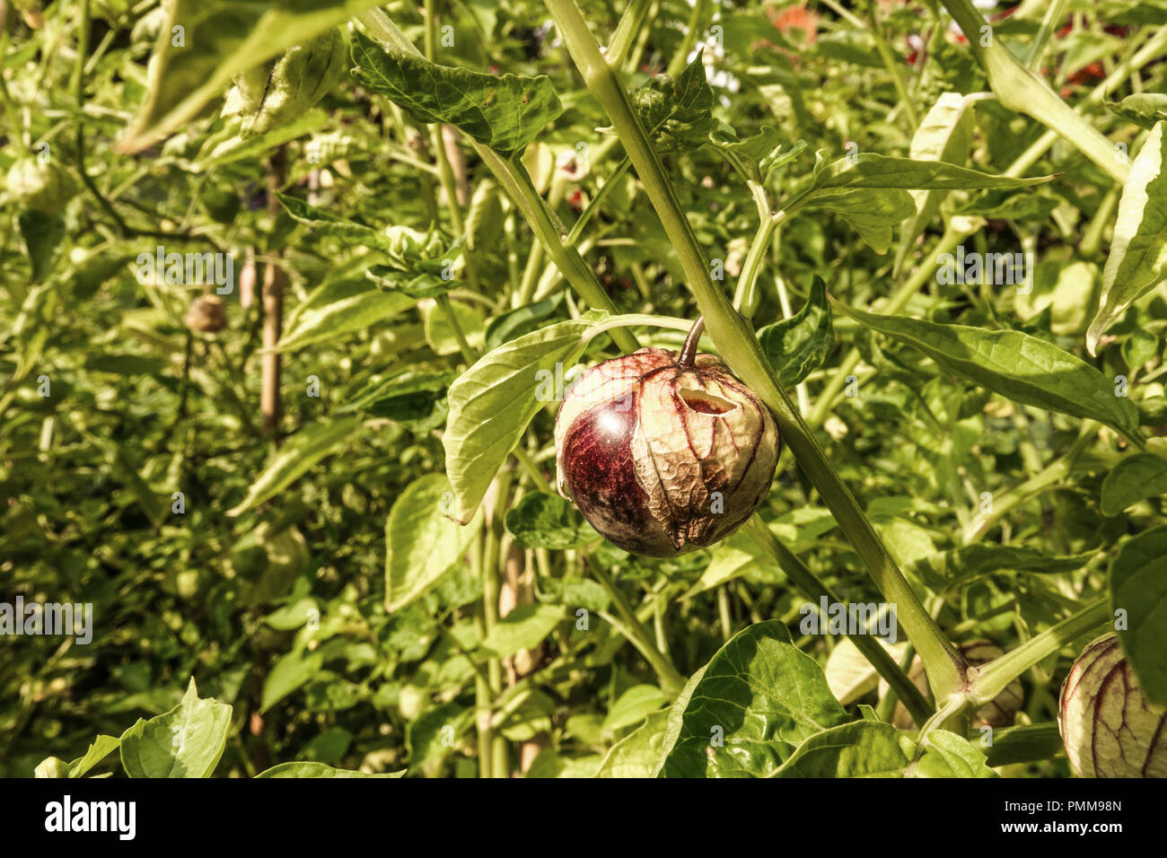 Mexican husk tomatillo Physalis ixocarpa growing on the vine Stock