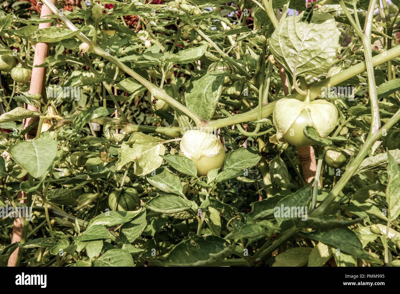Mexican husk tomatillo - Physalis ixocarpa growing on the vine Stock Photo