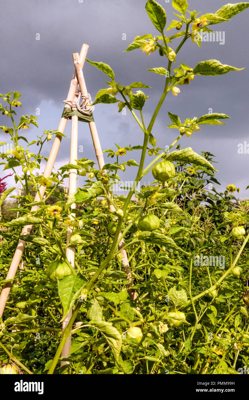 Mexican husk tomatillo - Physalis ixocarpa growing on the vine in vegetable garden Stock Photo