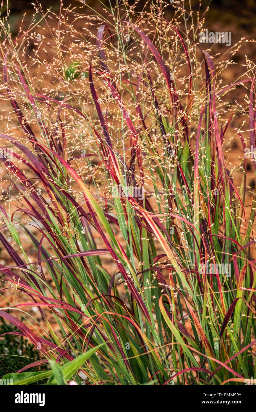 Switch Grass, Panicum virgatum ' Red Metal ' Stock Photo