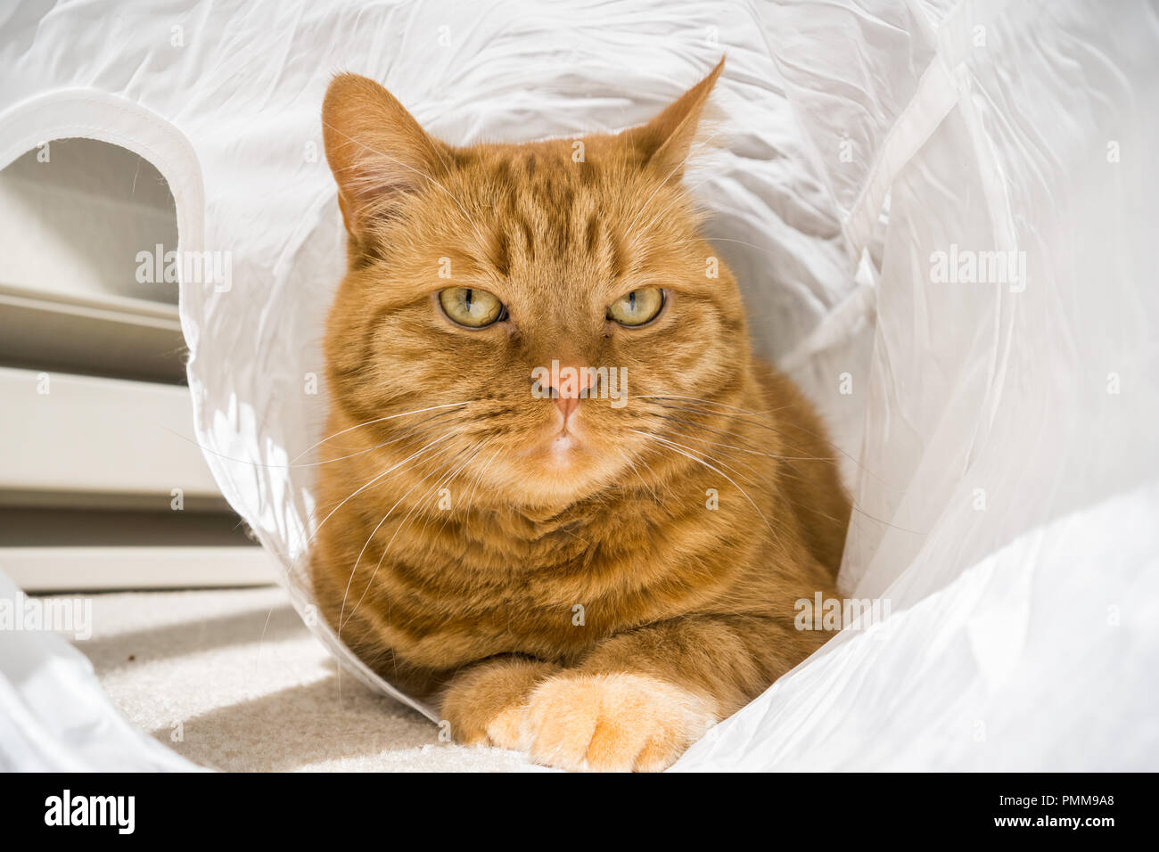 Large orange cat playing and posing for the camera while in a cat tunnel Stock Photo