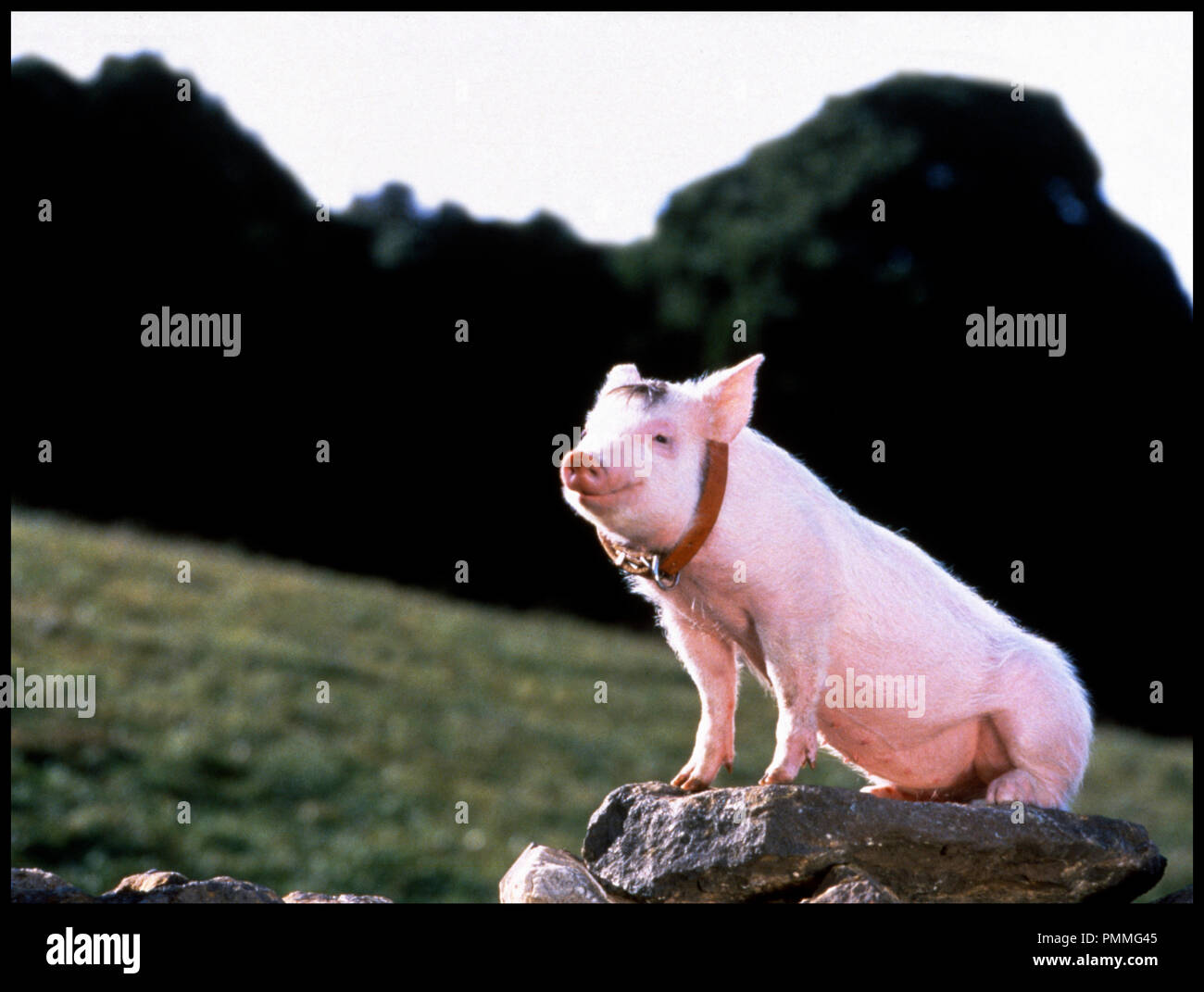 TÉLÉCHARGER FILM BABE LE COCHON DEVENU BERGER BERGER DEVENU TÉLÉCHARGER COCHON BABE LE FILM