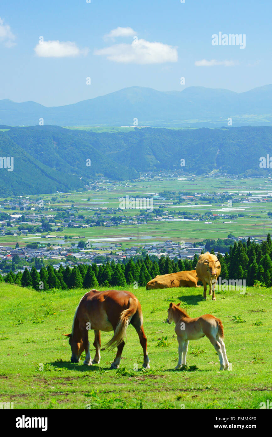 Japanese Ranches Japanese meadow child hi-res stock photography and images - Alamy
