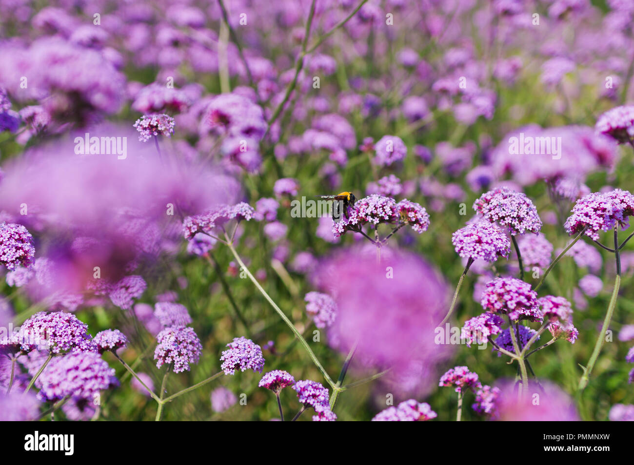 Verbena bee hires stock photography and images Alamy
