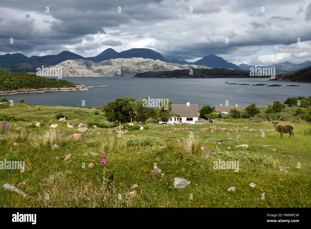 Red deer and sheep at house at Kenmore on Loch a Chracaich of Loch Torridon with fish farm pens Scottish Highlands Scotland UK Stock Photo