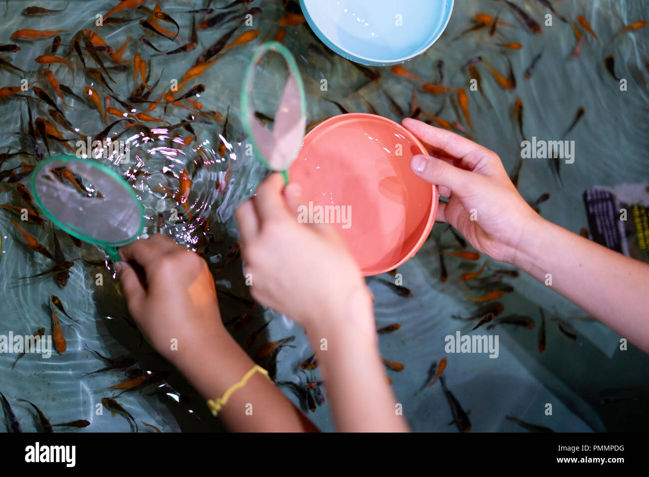 Female goldfish hires stock photography and images Alamy
