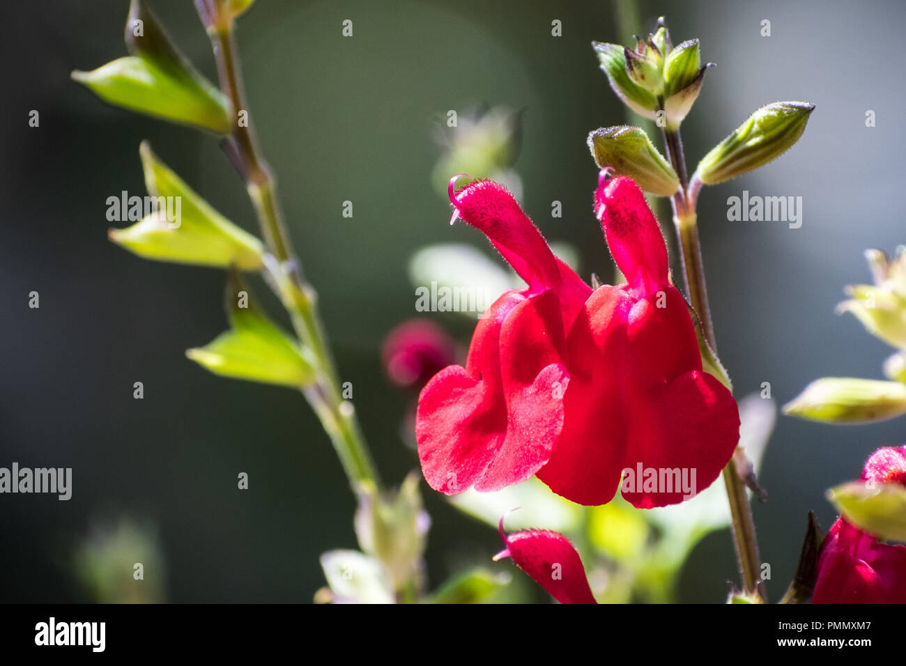 Close up of 'Hot lips' Autumn Sage hybrid in bloom at the end of summer, California Stock Photo