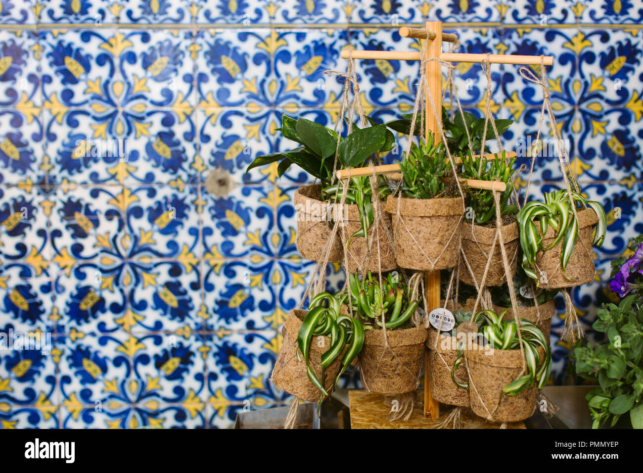 A selection of green plants (Spider plants and succulents) in fibre pots hanging up on a flower market in Madeira with patterned tiles in background Stock Photo
