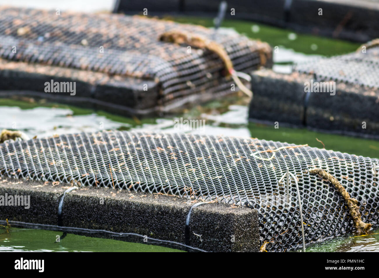 Oyster farming equipment and traps along the Damariscotta River in