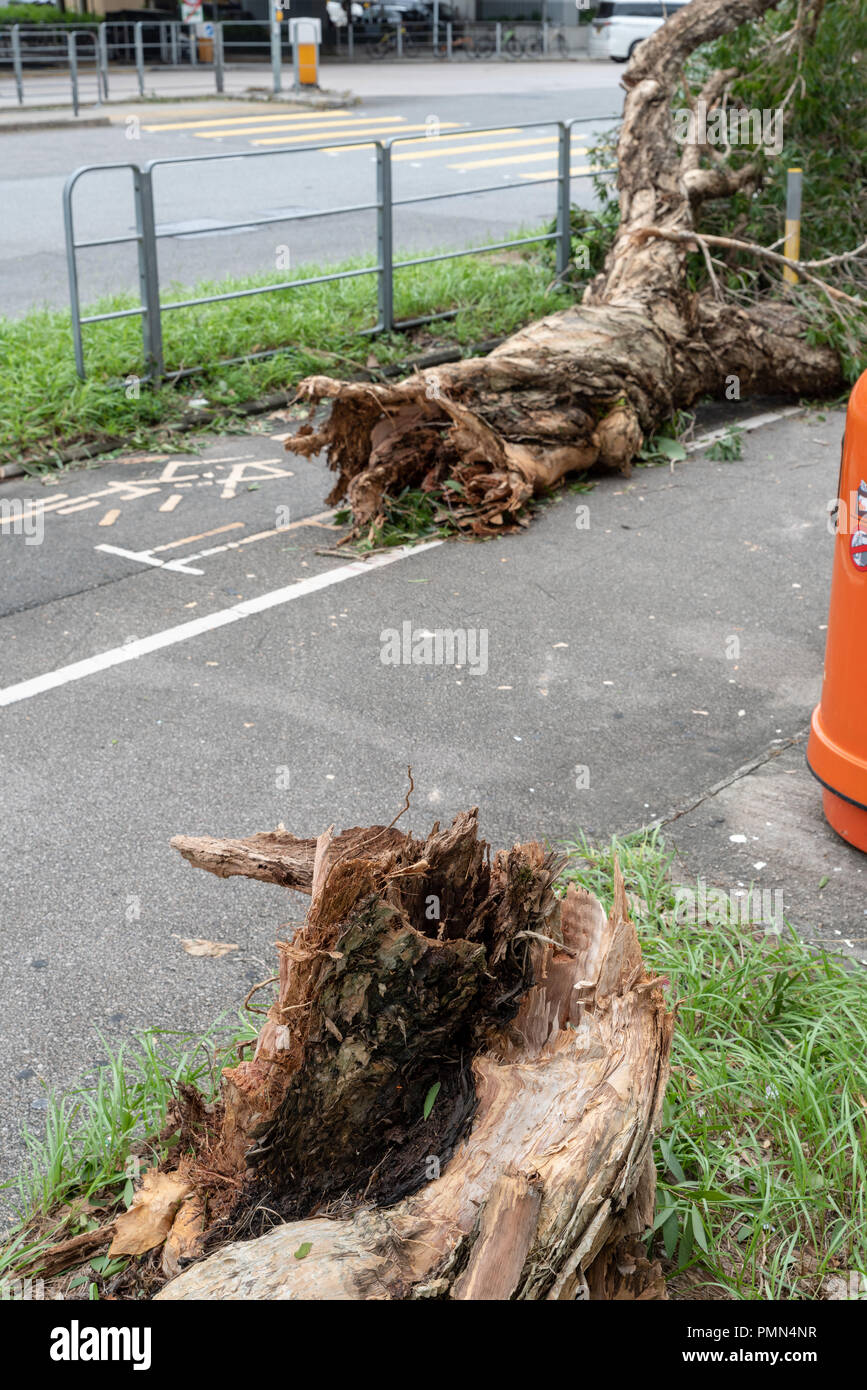 HONG KONG, SEP 17, 2018: Strong wind snap tree in half, after Super Typhoon Mangkhut hit Hong Kong Stock Photo