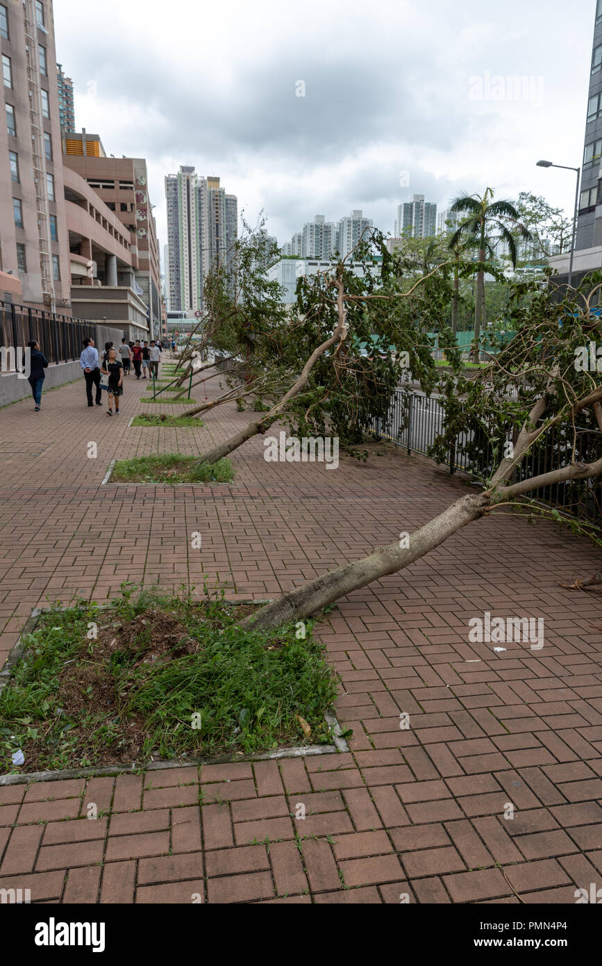 HONG KONG, SEP 17, 2018: Strong wind blow all the tree to same direction, after Super Typhoon Mangkhut hit Hong Kong Stock Photo