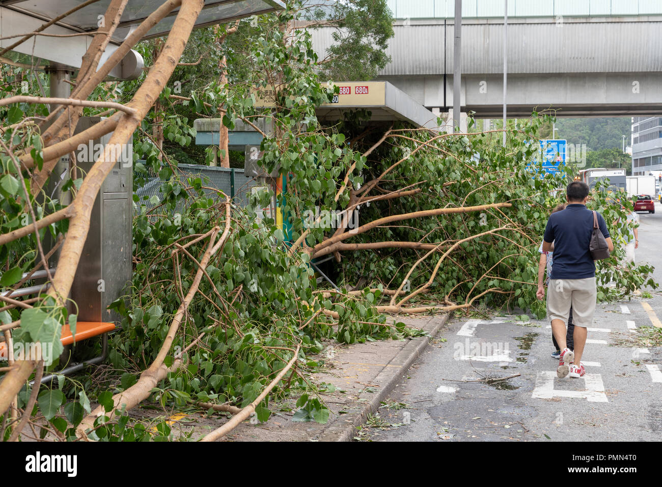 HONG KONG, SEP 17, 2018: Fallen tree blocking path, after Super Typhoon Mangkhut hit Hong Kong Stock Photo