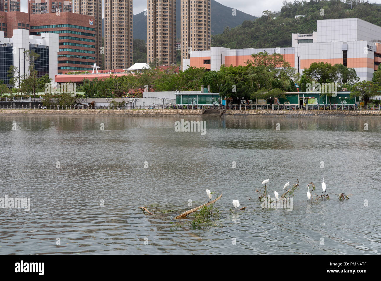 HONG KONG, SEP 17, 2018: Bird nesting on a tree which blow off into river, after Super Typhoon Mangkhut hit Hong Kong Stock Photo