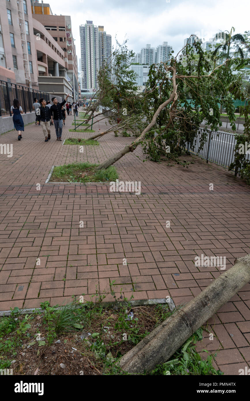 HONG KONG, SEP 17, 2018: Strong wind blow all the tree to same direction, after Super Typhoon Mangkhut hit Hong Kong Stock Photo