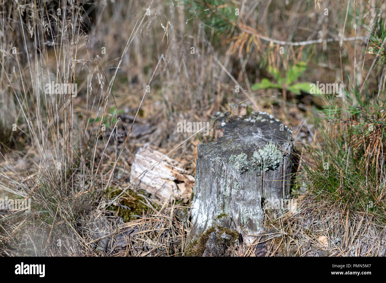 Tree Is Stuck An old rotten tree trunk stuck in the woods. New small trees next to ...