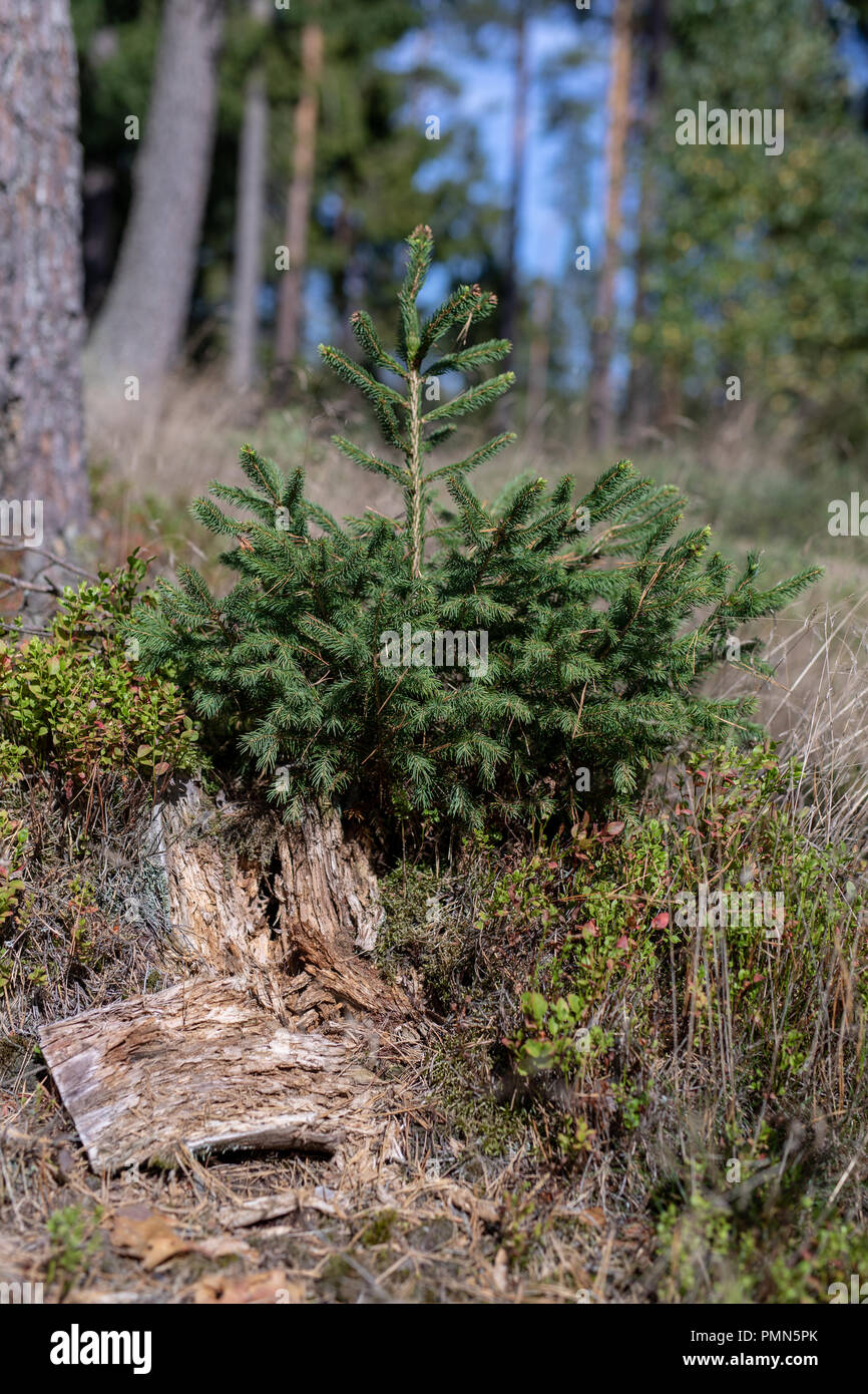 Tree Is Stuck An old rotten tree trunk stuck in the woods. New small trees next to ...