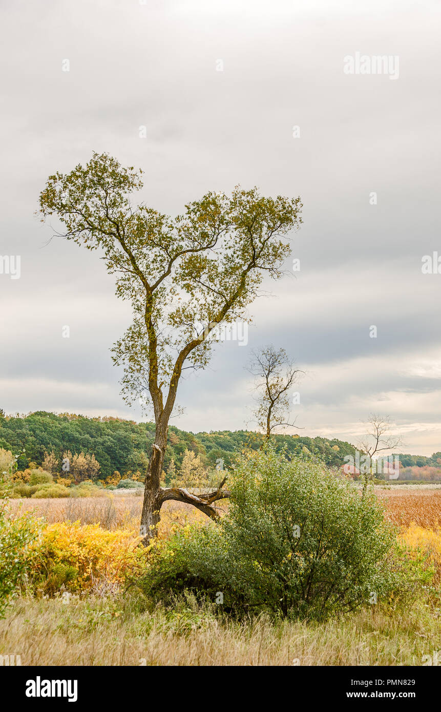 Fall is beginning in Michigan with green leaves turning to yellow