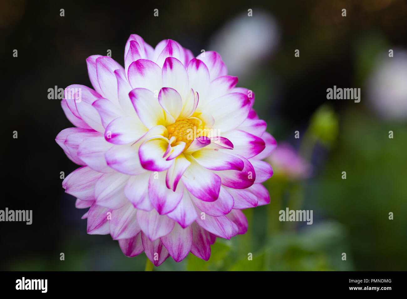 Multi flower plant hi-res stock photography and images - Alamy