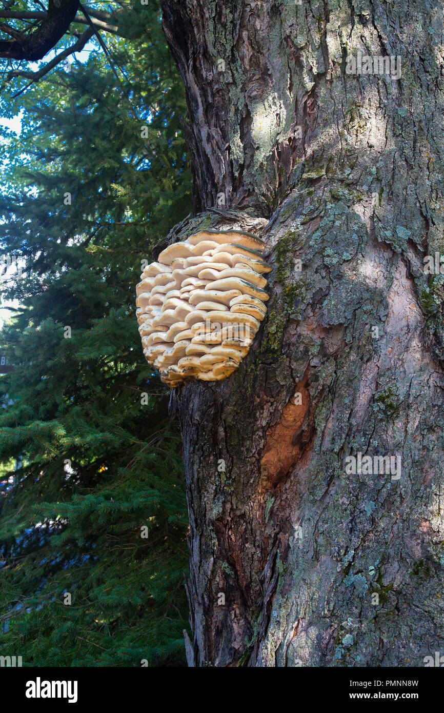Mushroom cluster growing on a large tree trunk. Stock Photo