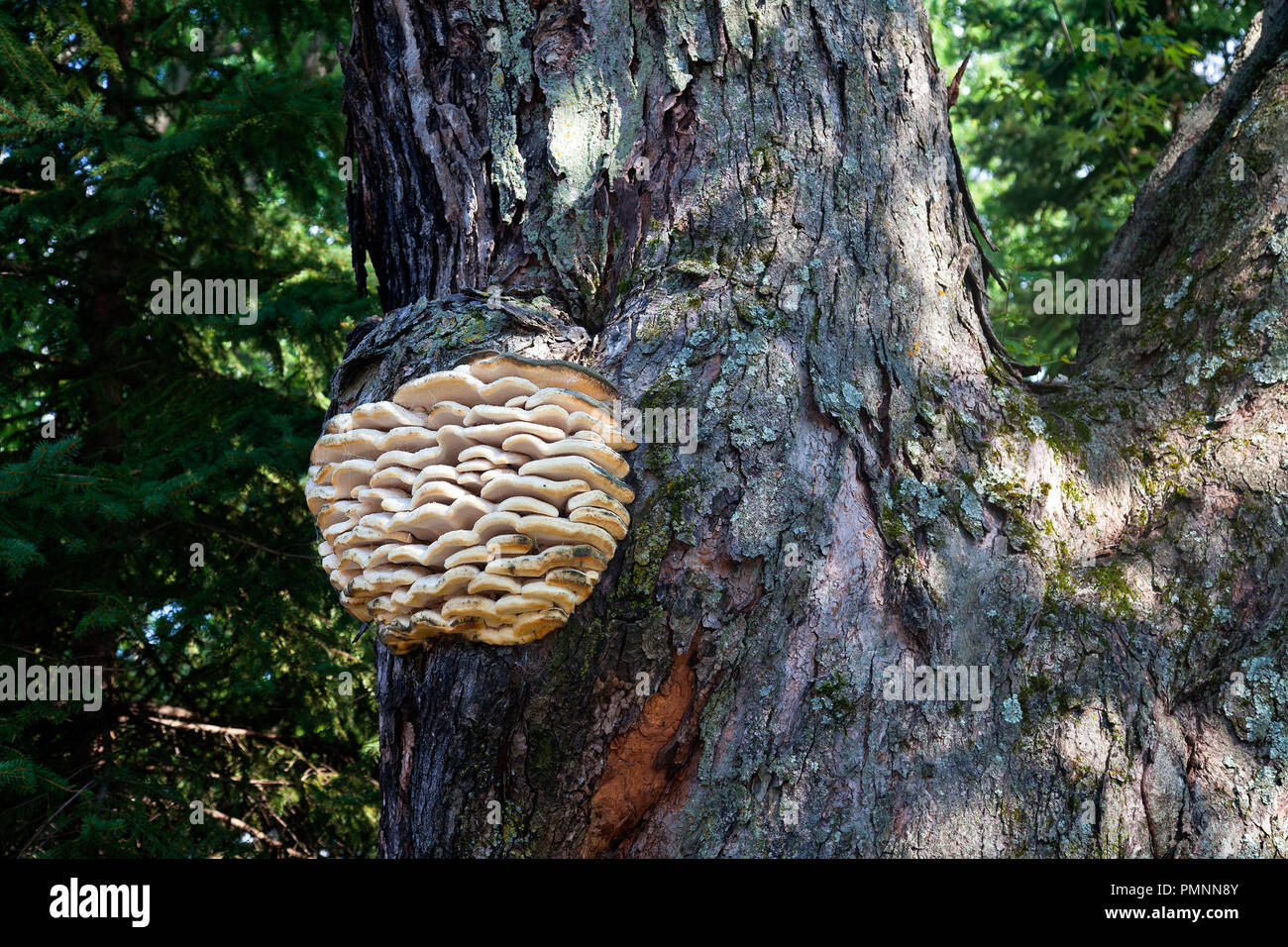 Mushroom cluster growing on a large tree trunk. Stock Photo