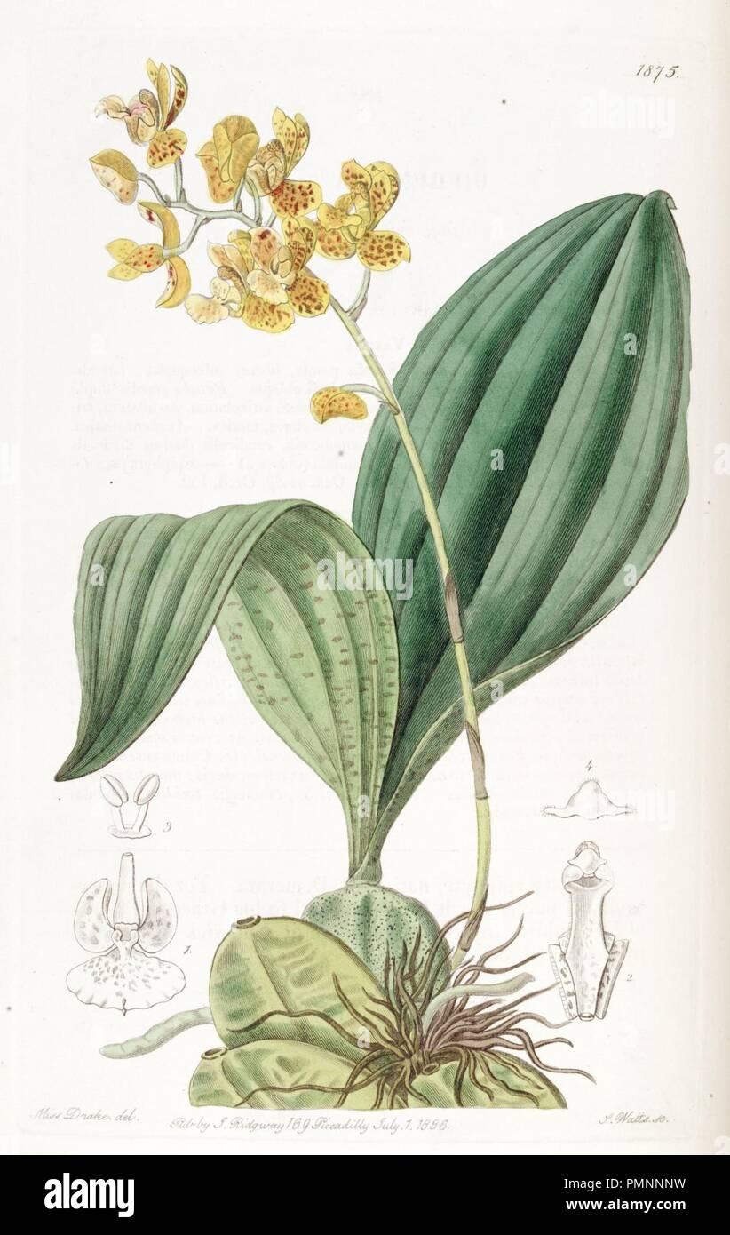 Bifrenaria (=Rudolfiella) aurantiaca - Edwards v. 22 (1836) pl. 1875. Stock Photo