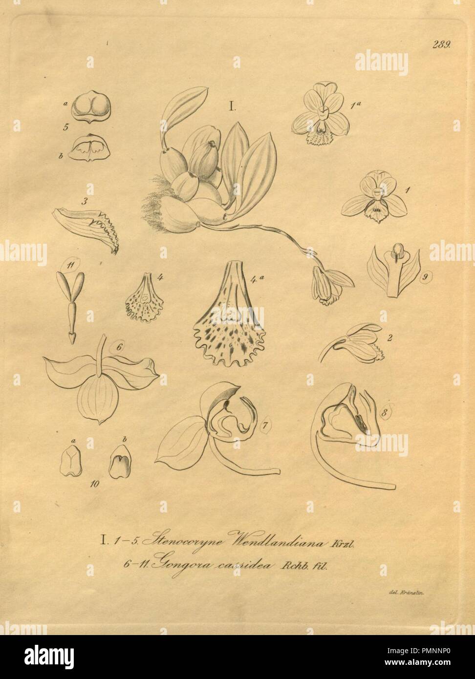 Bifrenaria clavigera (as Stenocoryne wendlandiana) and Gongora cassidea - Xenia vol. 3 tab. 289 (1900). Stock Photo