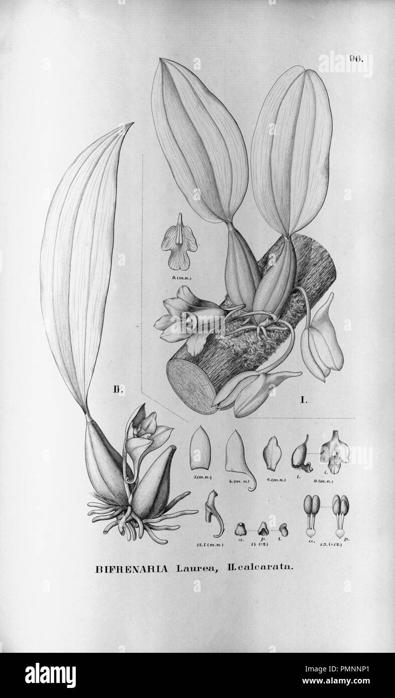 Bifrenaria harrisoniae (as B. aurea) - Bifrenaria calcarata - Fl Br 3-5-96. Stock Photo