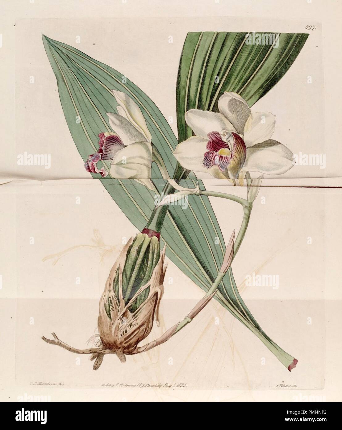 Bifrenaria harrisoniae (as Maxillaria harrisoniae) - Bot. Reg. 11 pl. 897 (1825). Stock Photo