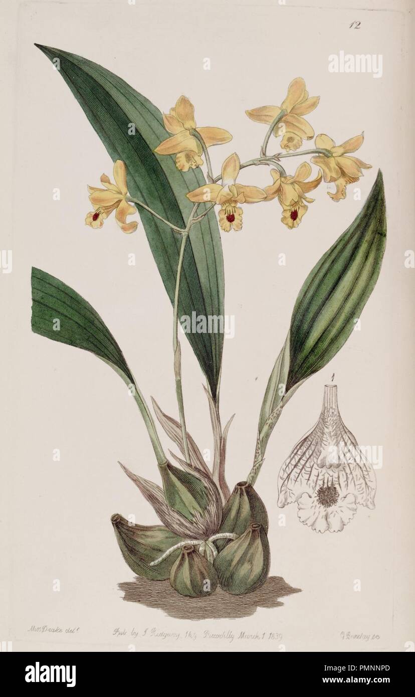 Bifrenaria vitellina (as Maxillaria vitellina) - Edwards vol 25 (NS 2) pl 12 (1839). Stock Photo