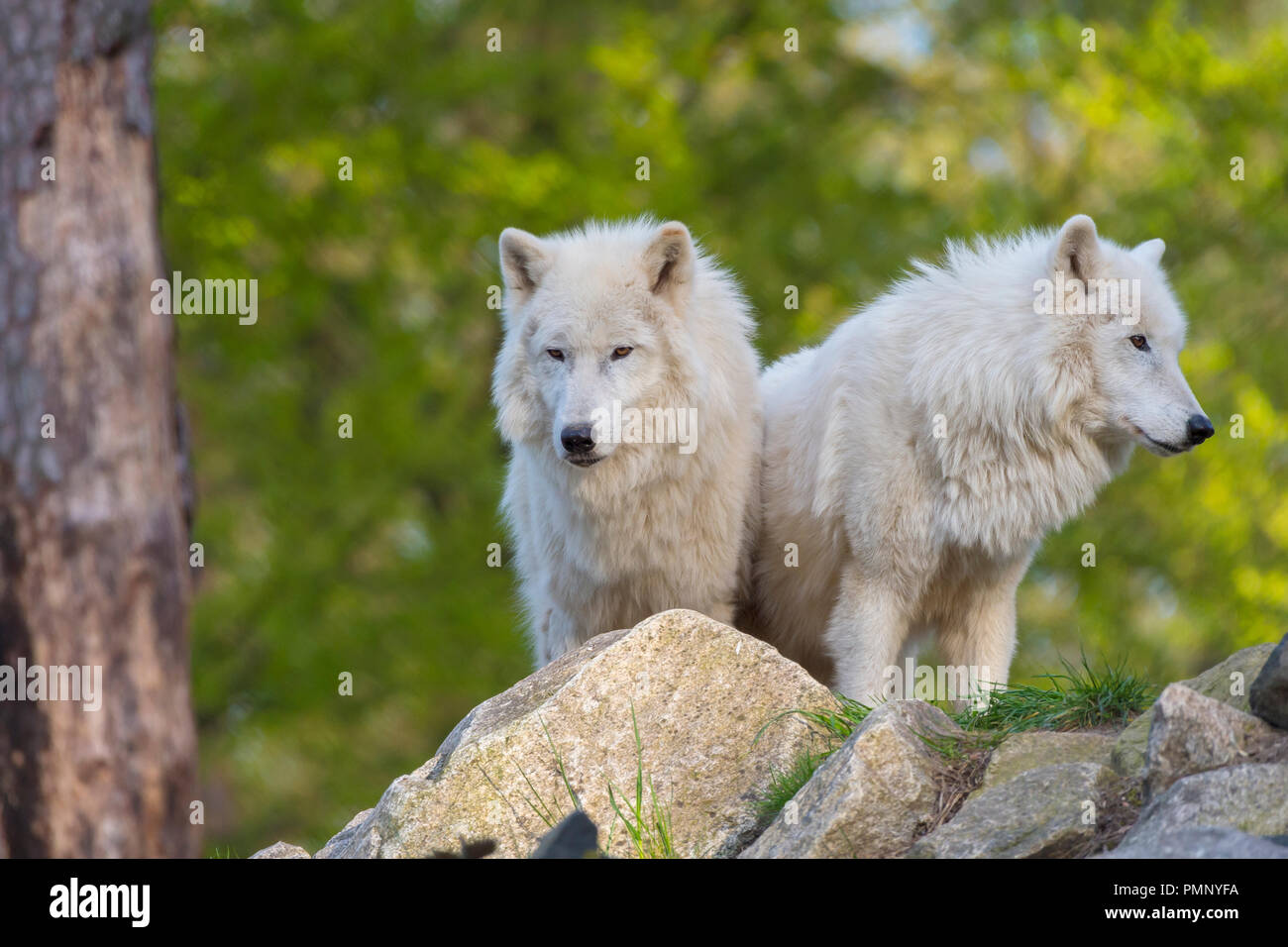 Arctic Wolf, Polar Wolf, Canis lupus arctos, two animals, Germany Stock ...