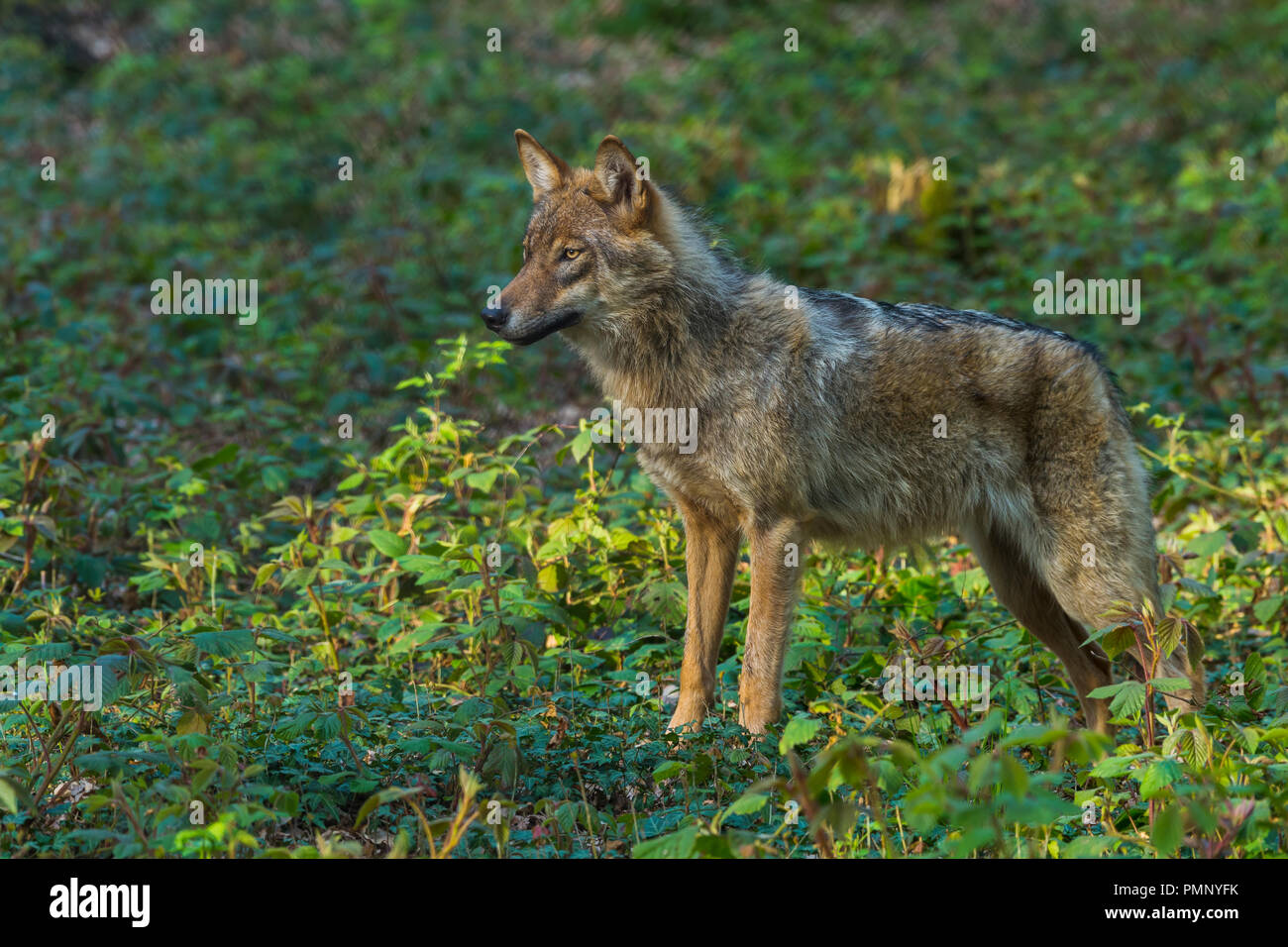 Wolf, Canis Lupus, Germany, Europe Stock Photo