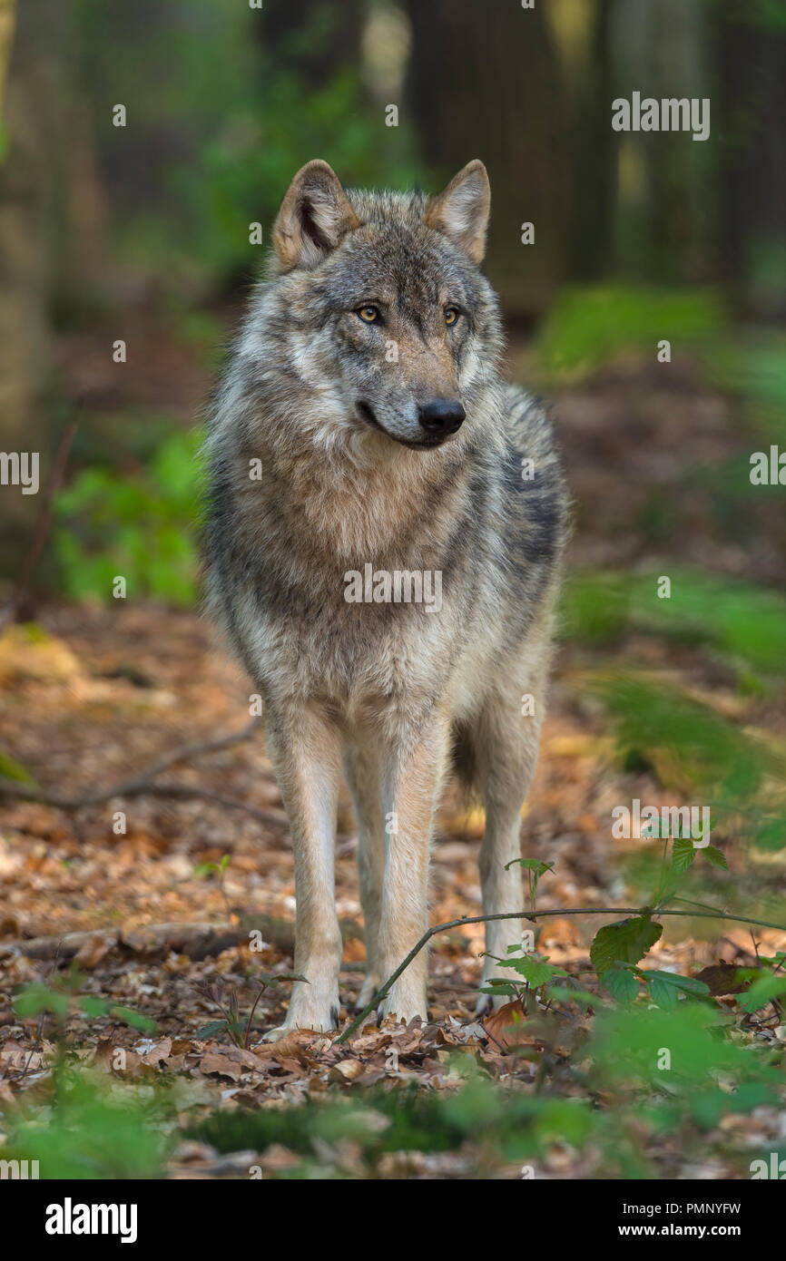 Wolf, Canis Lupus, Germany, Europe Stock Photo